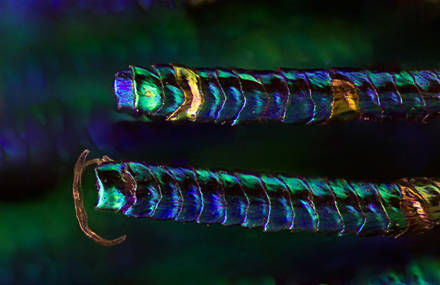 Macro Pictures of Peacock Feathers