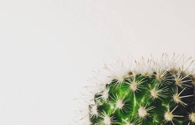 Sweet Beautiful Cactus Series