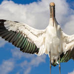 audubon-1