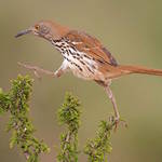 audubon-12