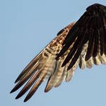 audubon-13