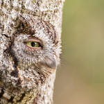 audubon-2