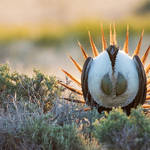 Sage Grouse; Courtship Display