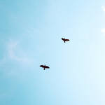 daydreaming&freedomsunnyphotographs-10