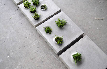 Squares of Concrete Planters
