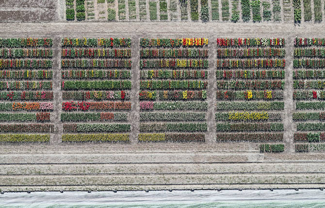 Multicolored Tulip Fields From the Air