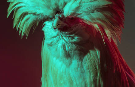 Glamorous Chickens Captured in a 80’s Chic Style