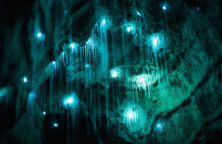 Mesmerizing Pictures of Glow Worms Lighting Up an Underground Cave