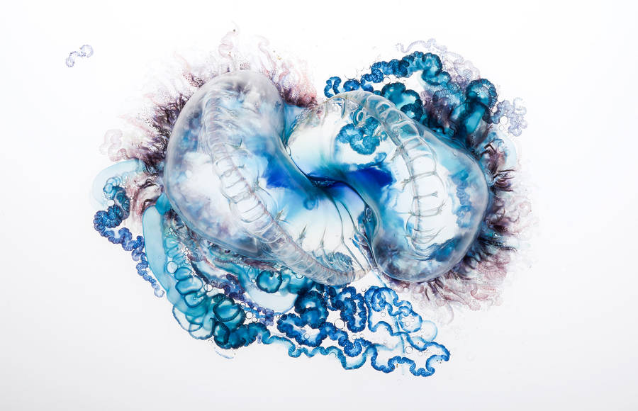 Amazing Detailed Pictures of a Portuguese Man-of-War Jellyfish