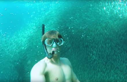 Diving in a Vortex of Sardines