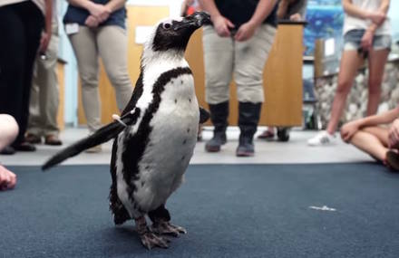 High School Students Creating a 3D-Printed Boot for a Penguin