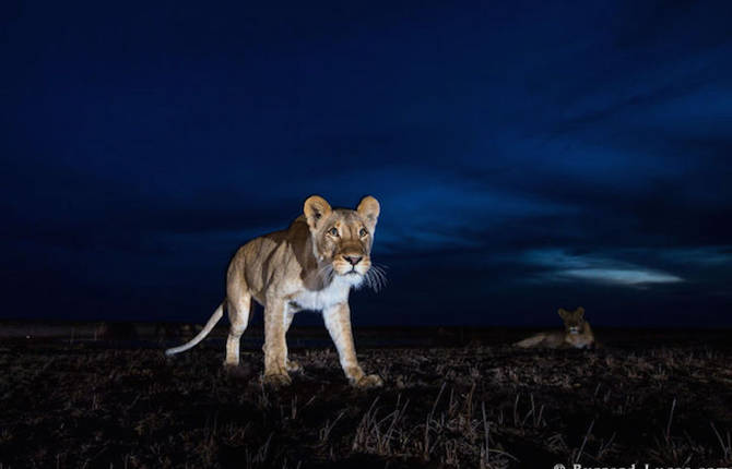 Superb Pictures of African Wild Animals at Night