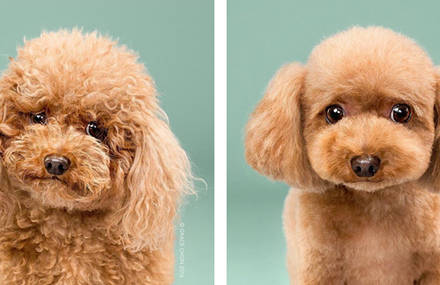Adorable Dogs Before and After Makeovers