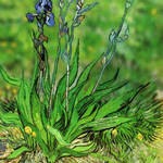 vangoghtiltshift6