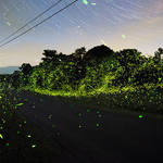 Captivating Pictures of Fireflies in the U.S.1