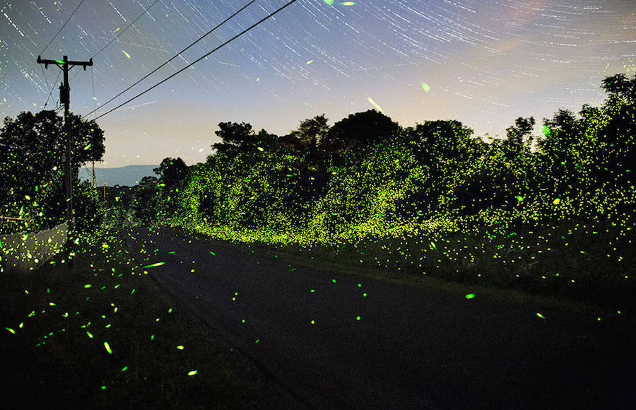 Captivating Pictures of Fireflies in the U.S.