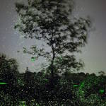 Captivating Pictures of Fireflies in the U.S.2