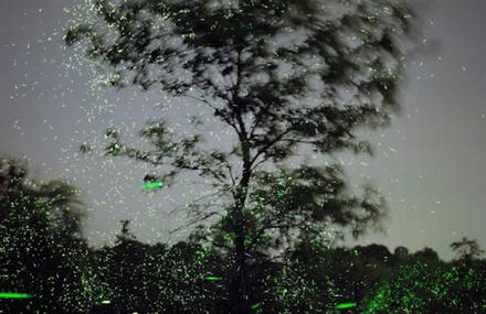 Captivating Pictures of Fireflies in the U.S.