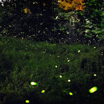 Captivating Pictures of Fireflies in the U.S.3
