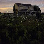Captivating Pictures of Fireflies in the U.S.4