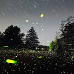 Captivating Pictures of Fireflies in the U.S.5