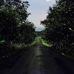 Captivating Pictures of Fireflies in the U.S.6
