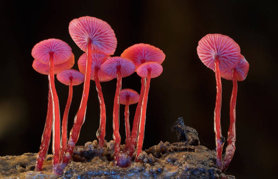 Captivating Mushrooms Photographies