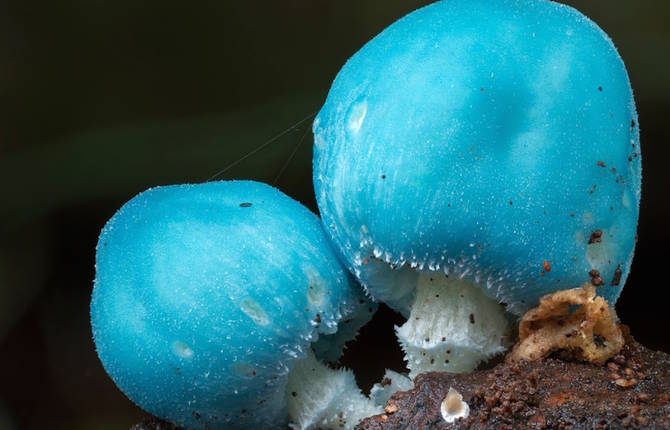 Captivating Mushrooms Photographies