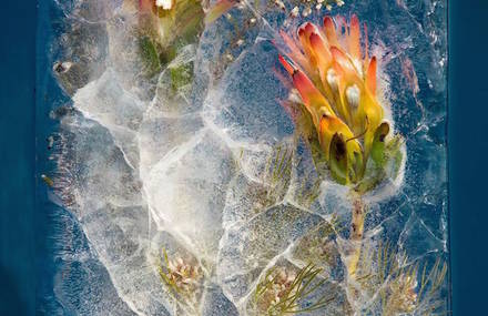 Beautiful Pictures of Frozen Flowers