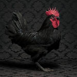 cockerels-3