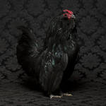 cockerels-7