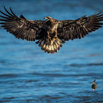 National Geographic Nature Photographer of the Year 2016 Contest-2