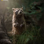 National Geographic Nature Photographer of the Year 2016 Contest-21