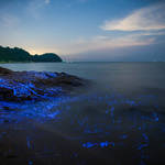 blueshrimp1