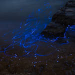 blueshrimp2