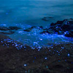 blueshrimp3