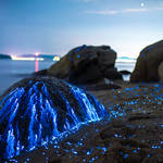 blueshrimp4