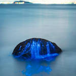 blueshrimp5