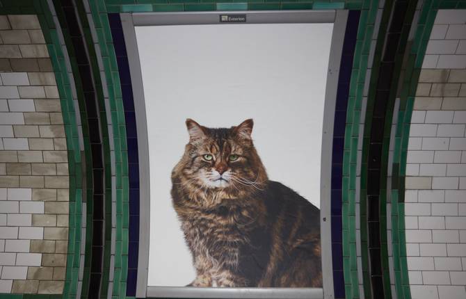 Adverts in London Subway Replaced by Cat Pictures