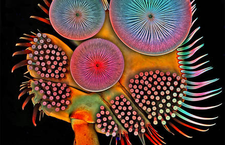 Tiny Creatures Details Pictured with a Laser-Scanning Microscope by Igor Siwanowicz