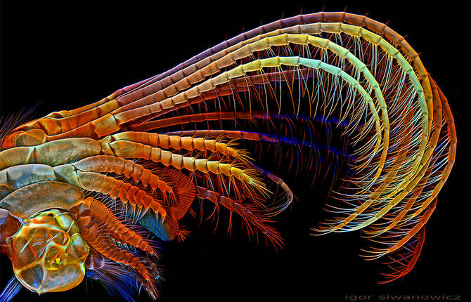 Tiny Creatures Details Pictured with a Laser-Scanning Microscope by Igor Siwanowicz