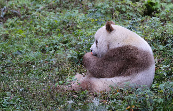 Amazing Pictures of the World’s Only Brown Panda