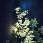 Stunning Video Projections of Indians in the Amazonian Forest-1