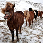 Horses 1