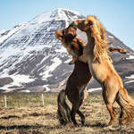 Horses 10