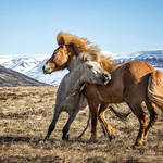 Horses 2