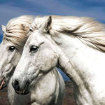 Horses 3