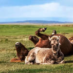 Horses 4