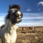 Horses 5