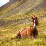 Horses 6